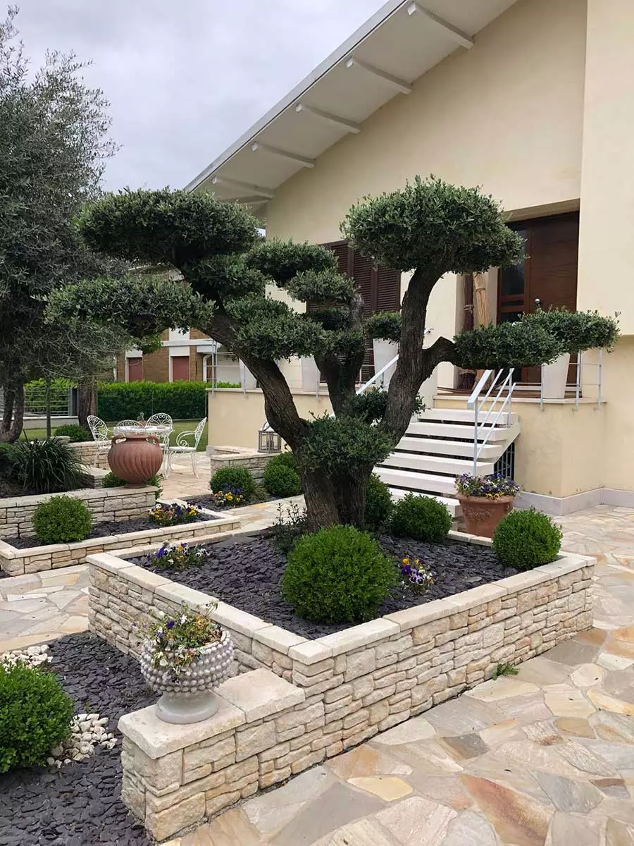 olivo-bonsai-2-Pollice-Verde-Vicenza