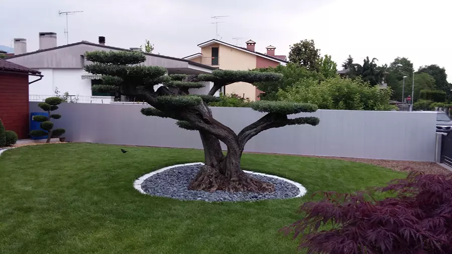 olivo-bonsai-Pollice-Verde-Vicenza