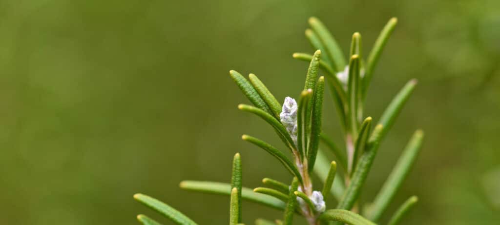 Piante Aromatiche