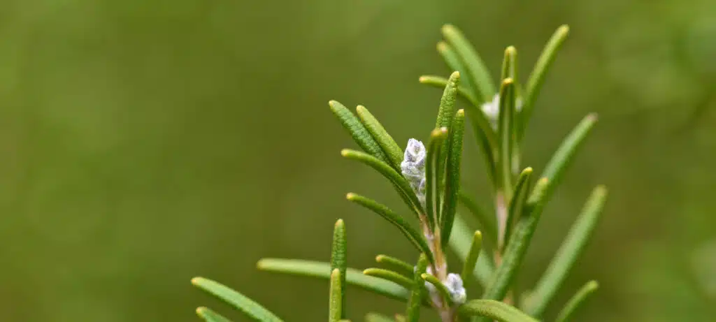 Piante Aromatiche