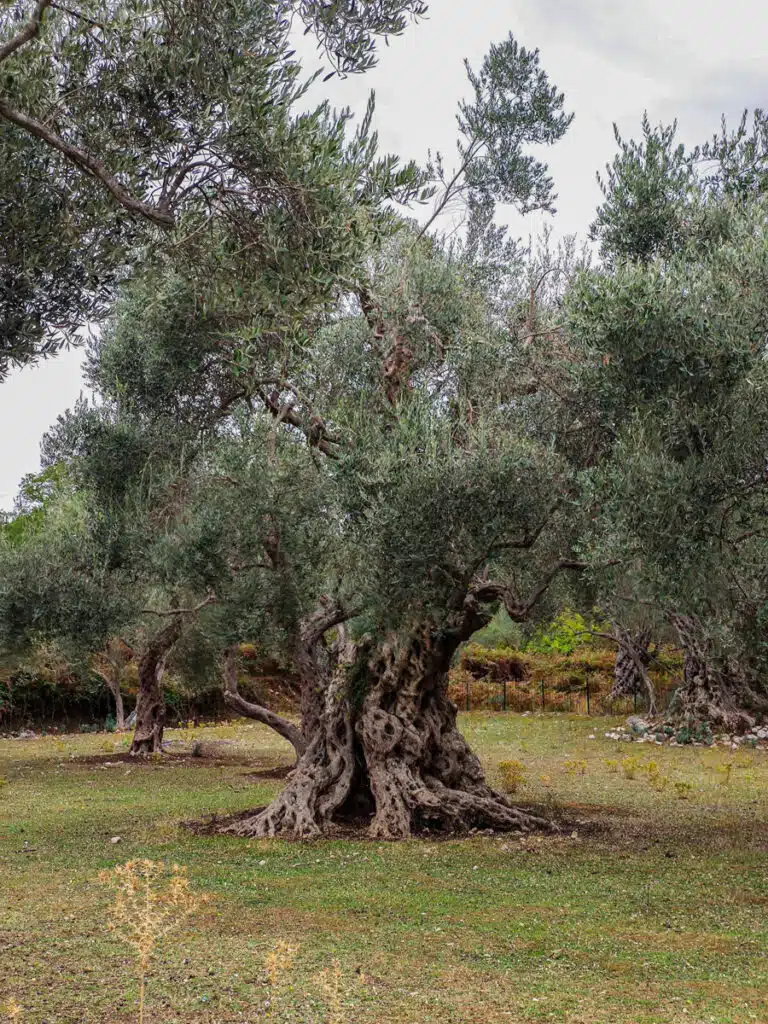 Olivo