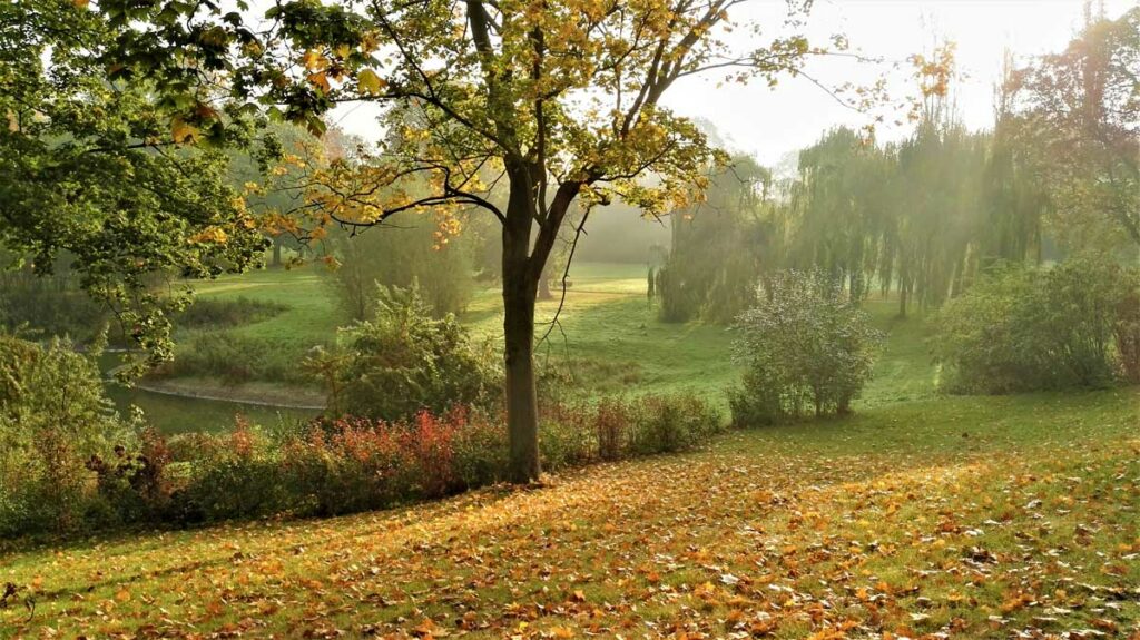 Autunno: Come Curare Il Giardino? - Pollice Verde Vicenza - 1 Autunno