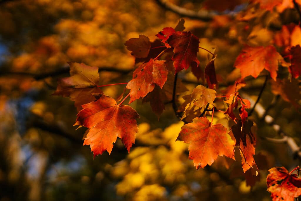 Autunno