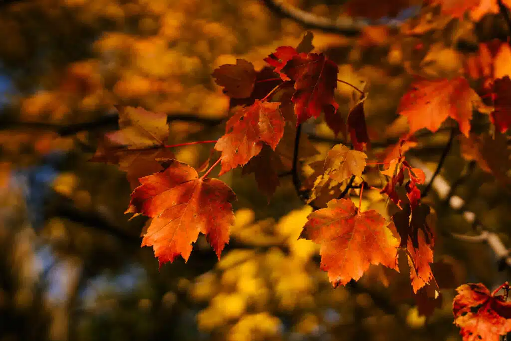 Autunno