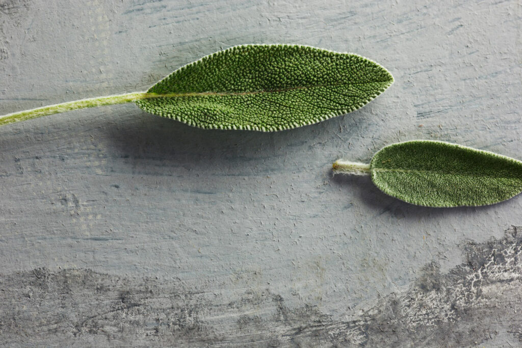Salvia