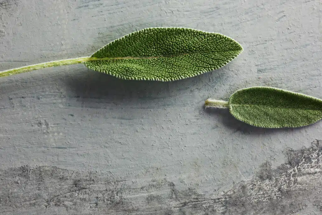 Salvia