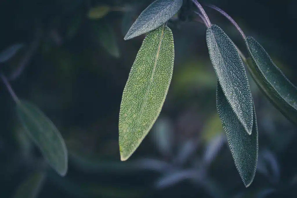Salvia