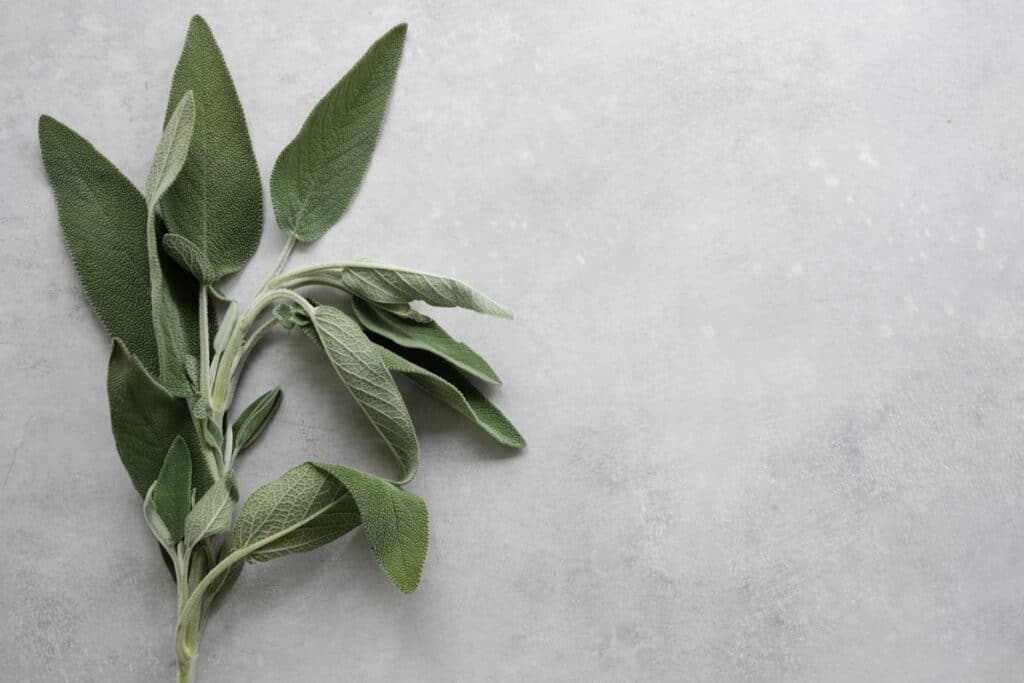 Come Coltivare La Pianta Di Salvia - Pollice Verde Vicenza - 1 Salvia
