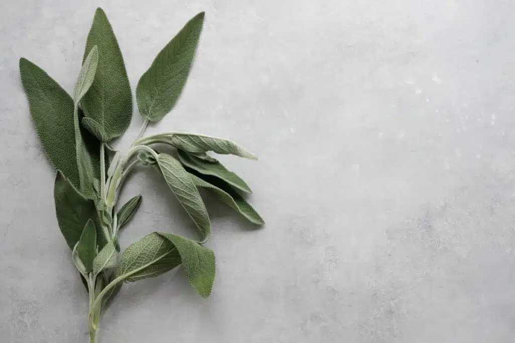 Salvia