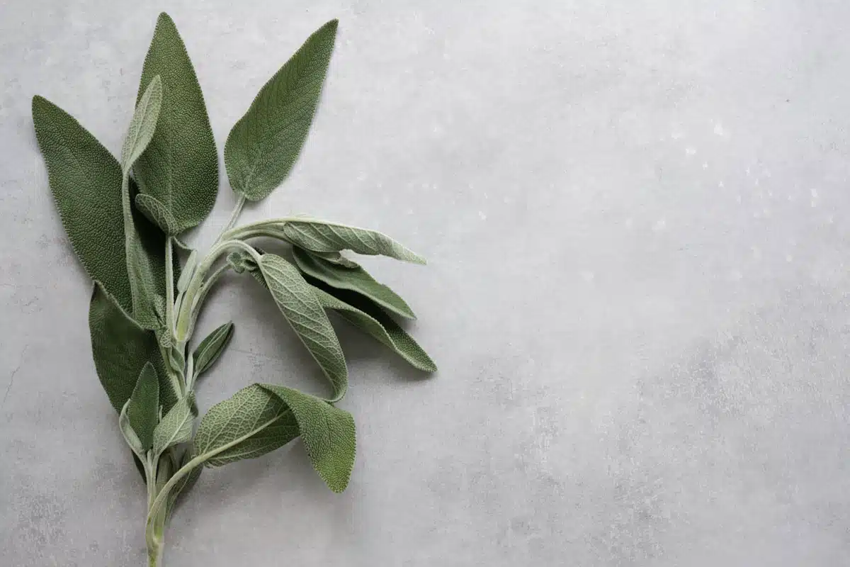 Salvia