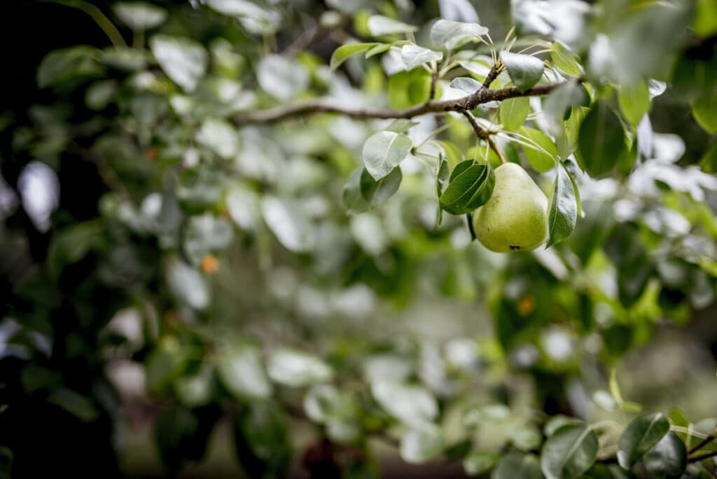 Alberi Da Frutto: Come E Quando Potarli? - Pollice Verde Vicenza - 1 Alberi Da Frutto