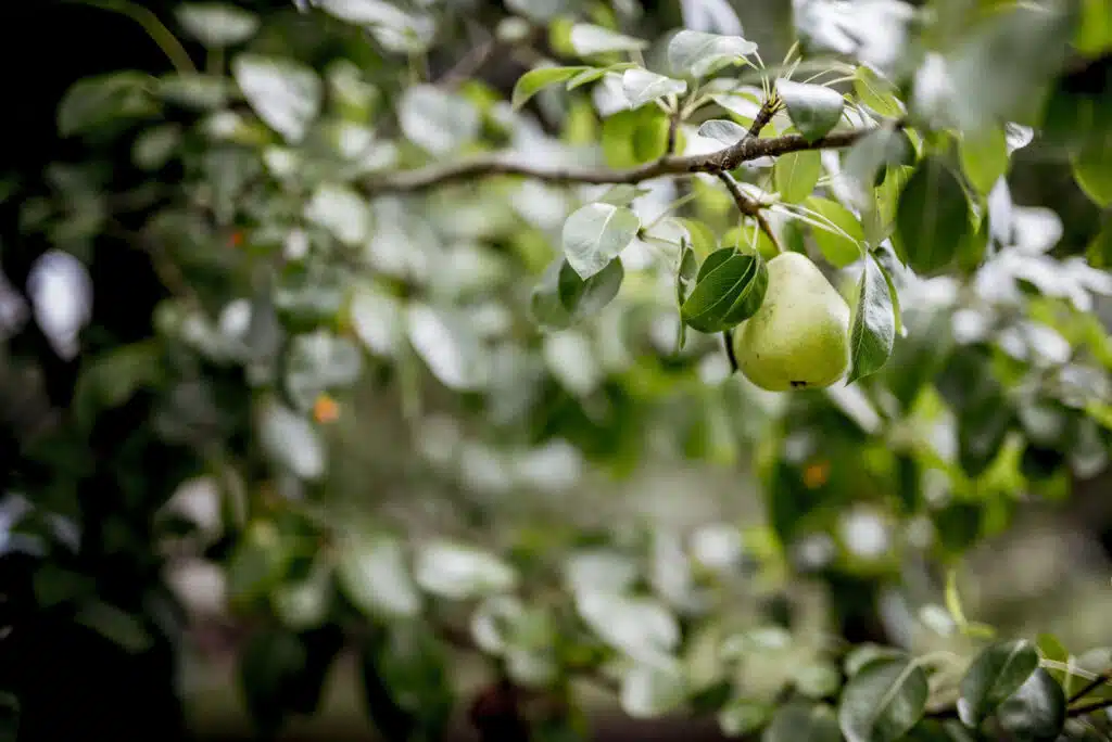 Alberi Da Frutto