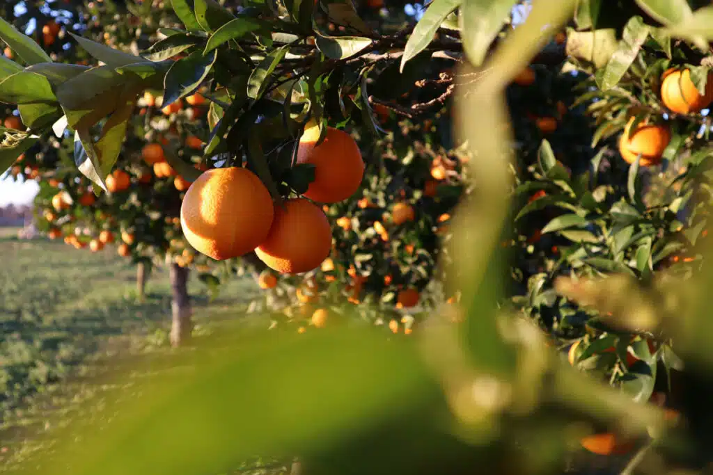 Alberi Da Frutto