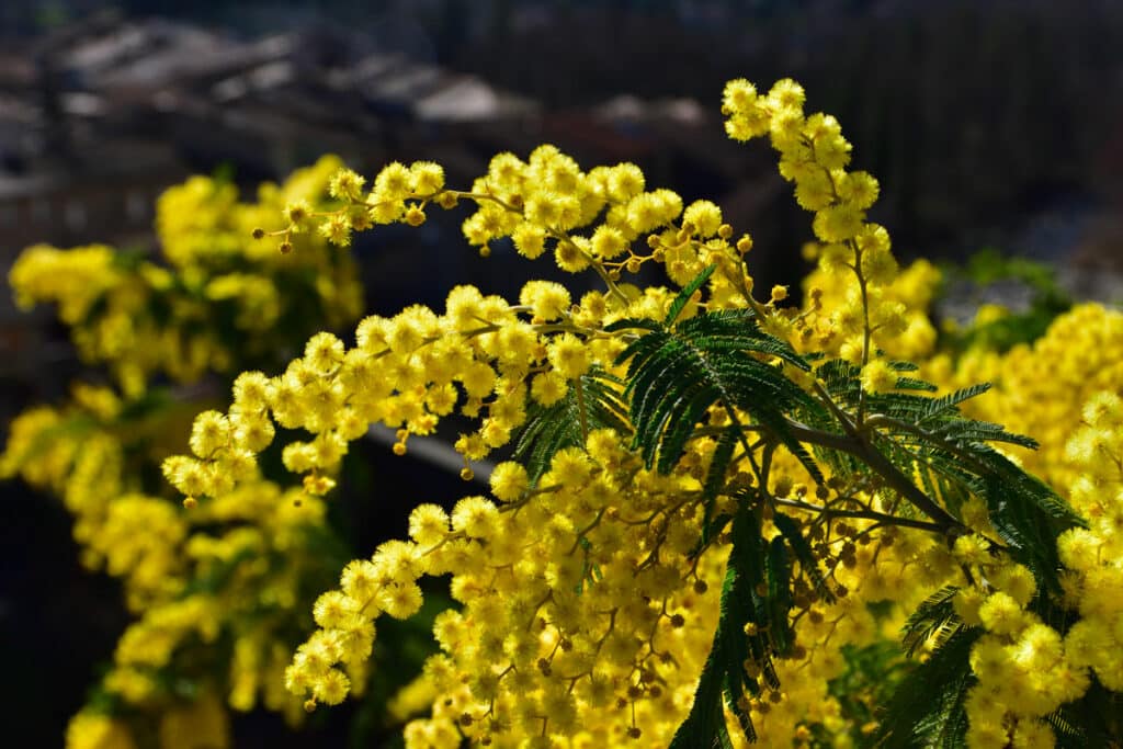 La Mimosa - Pollice Verde Vicenza - 1 Mimosa