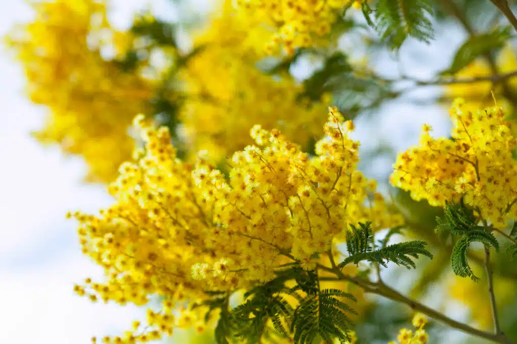 Mimosa