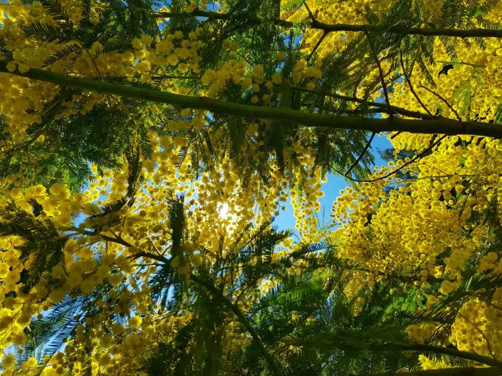 Mimosa