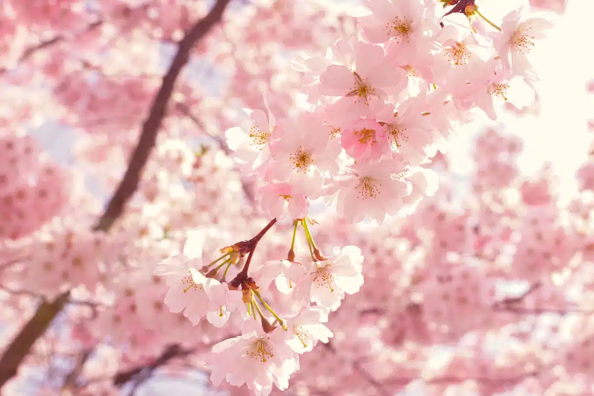 Alberi Primaverili Da Esterno