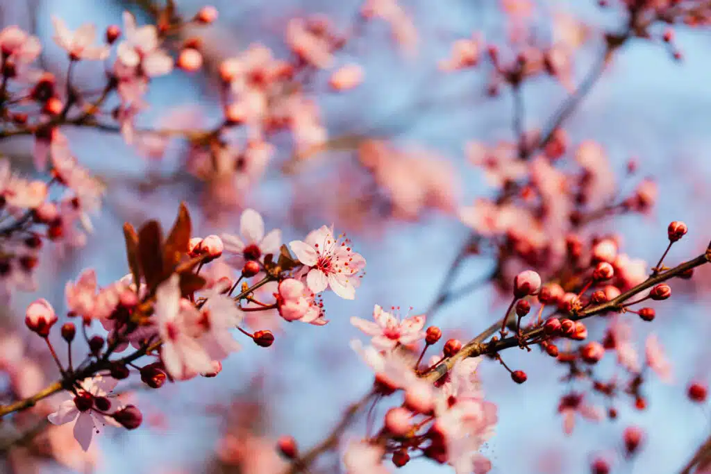 Alberi Primaverili Da Esterno