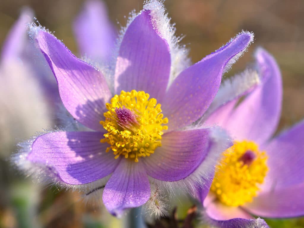 Pulsatilla Vulgaris: Il Fiore Di Pasqua - Pollice Verde Vicenza - 4 Pulsatilla Vulgaris