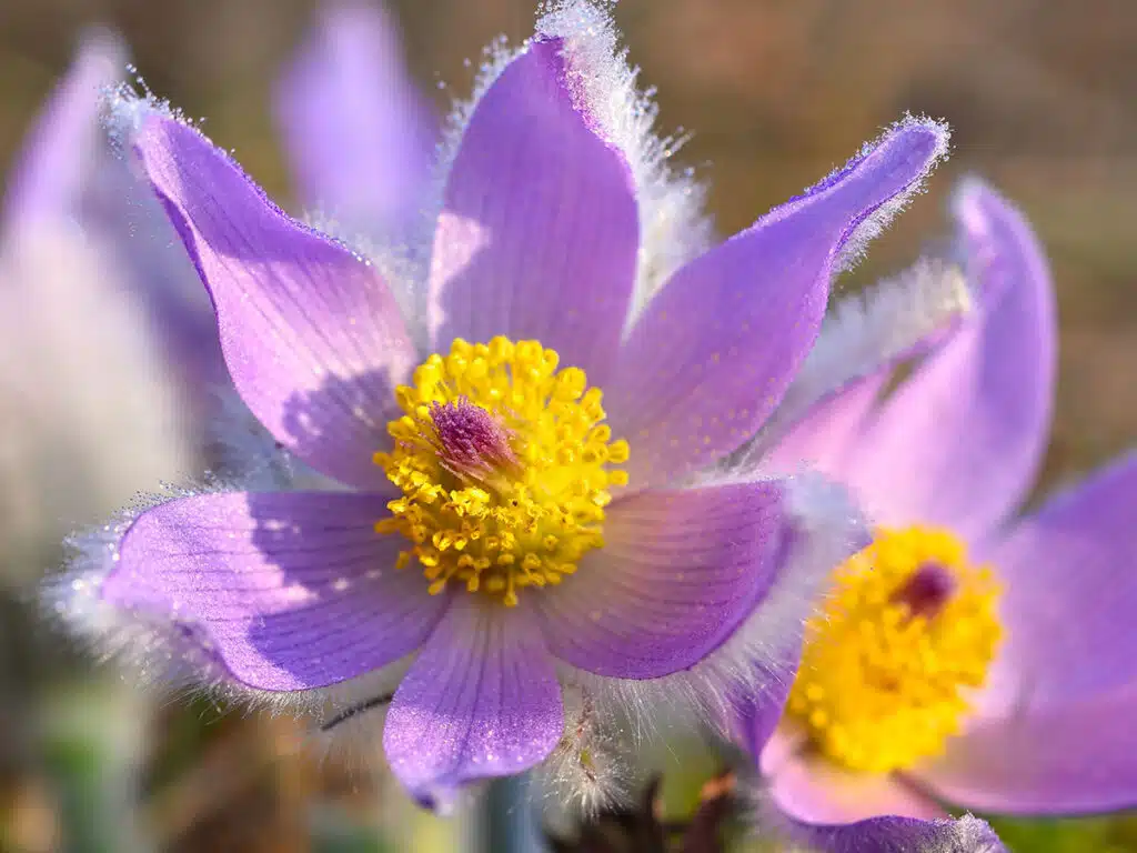 Pulsatilla Vulgaris