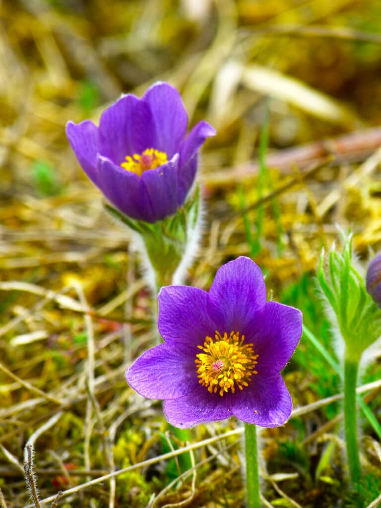 Pulsatilla Vulgaris
