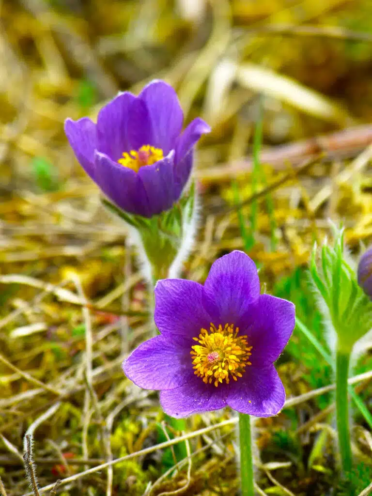 Pulsatilla Vulgaris