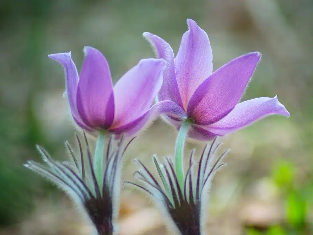 Pulsatilla Vulgaris