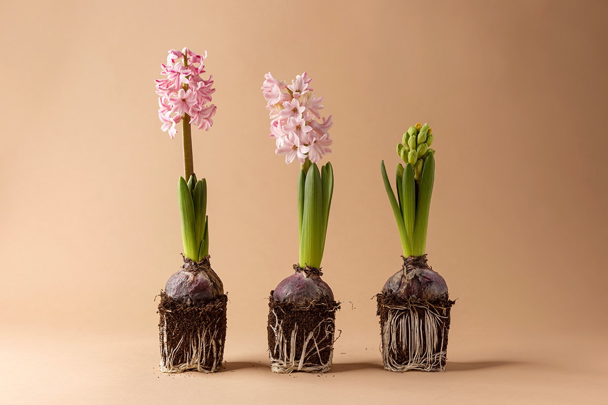 Fiori Primaverili Da Interno