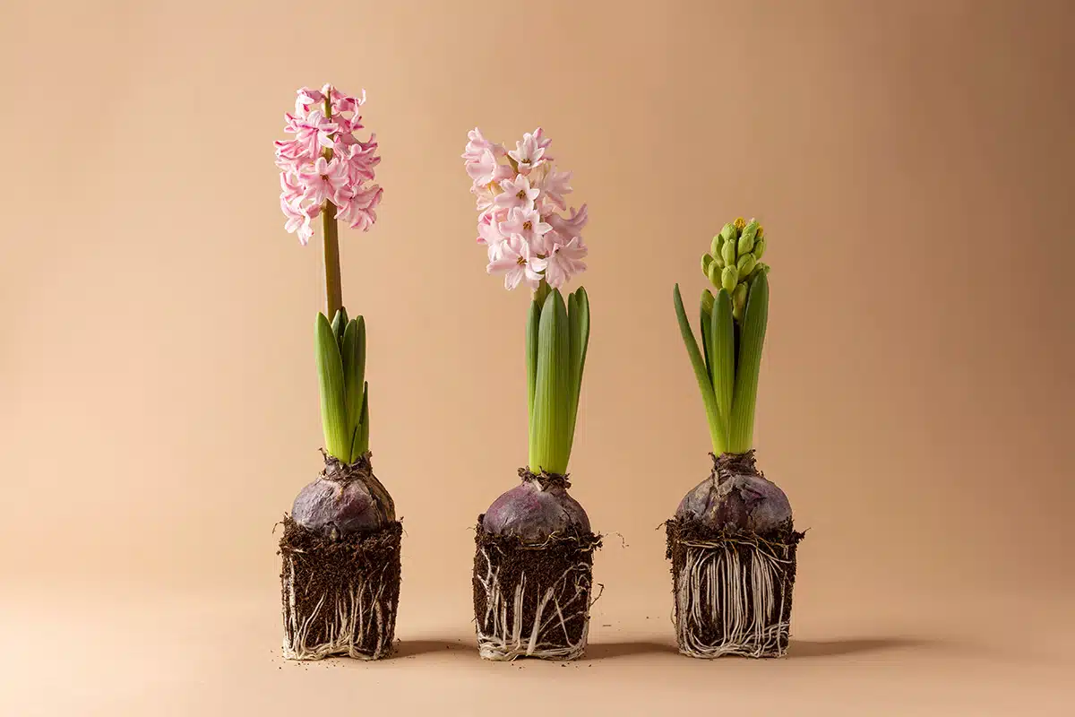 Fiori Primaverili Da Interno