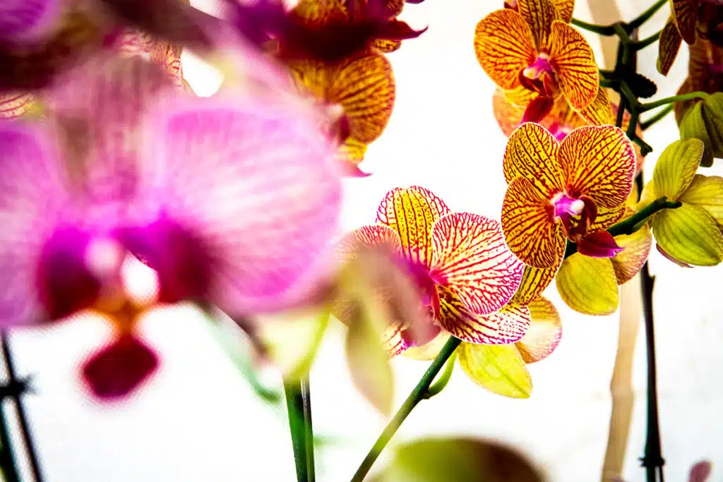 Fiori Primaverili Da Interno