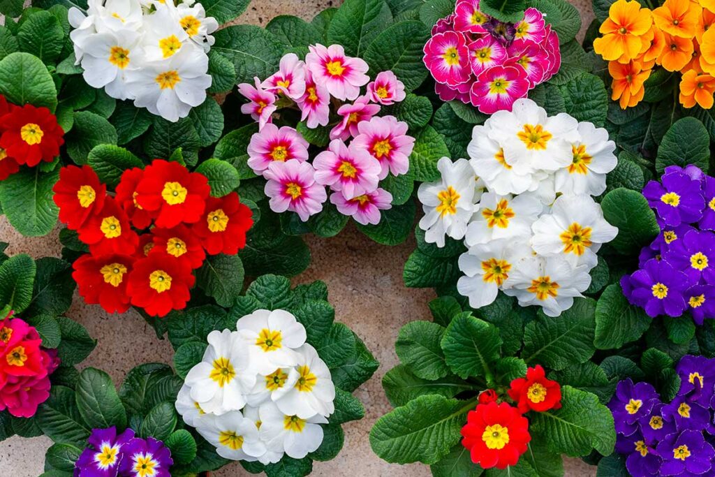 Fiori Primaverili Da Interno