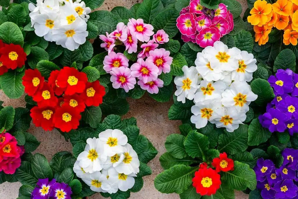Fiori Primaverili Da Interno