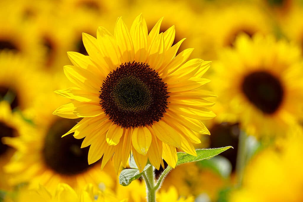 Il Fiore Dell'Estate: Il Girasole - Pollice Verde Vicenza - 8 Girasole