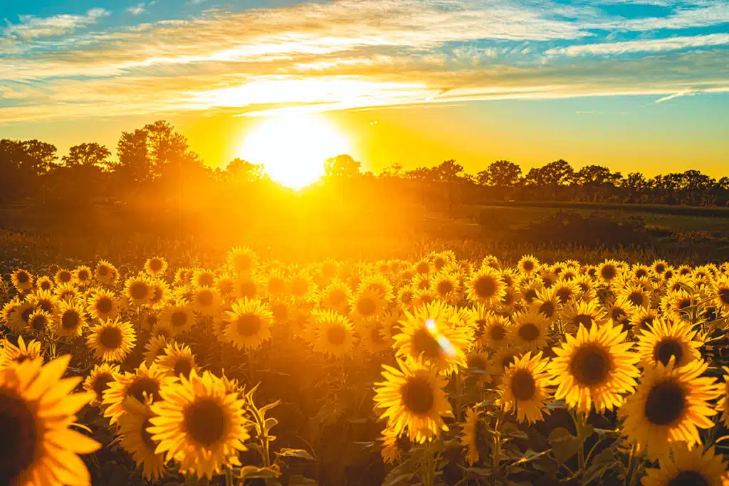 Girasole