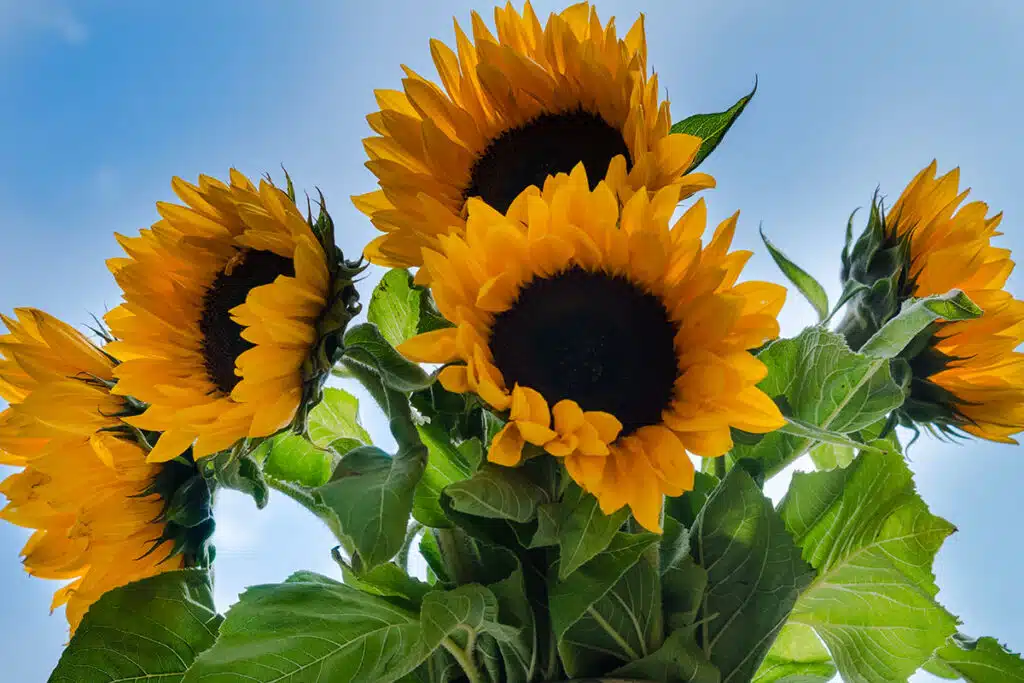 Girasole