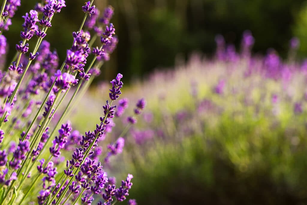 La Lavanda: Scopri Di Più - Pollice Verde Vicenza - 7 Lavanda