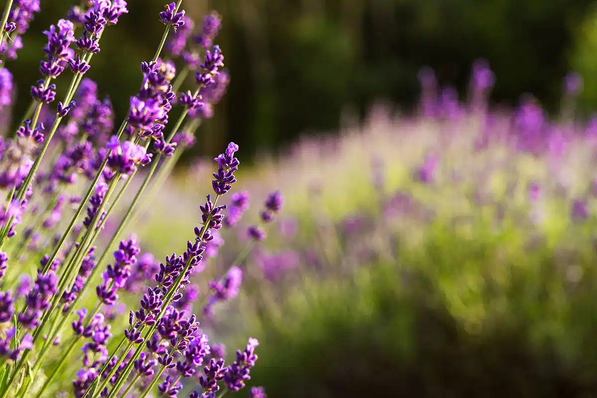 lavanda
