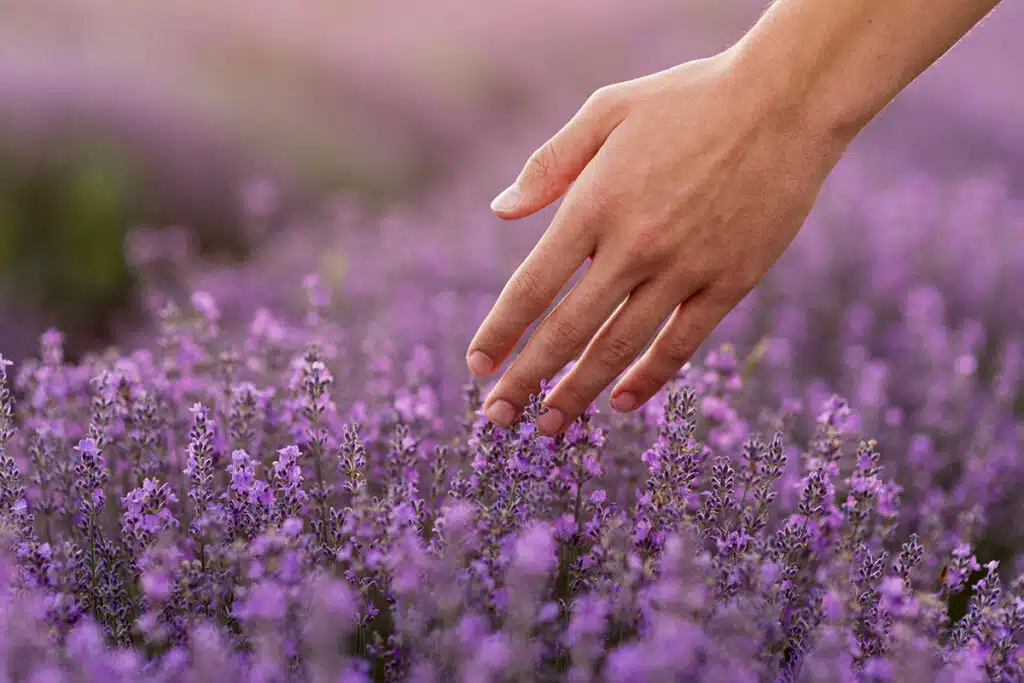 Lavanda