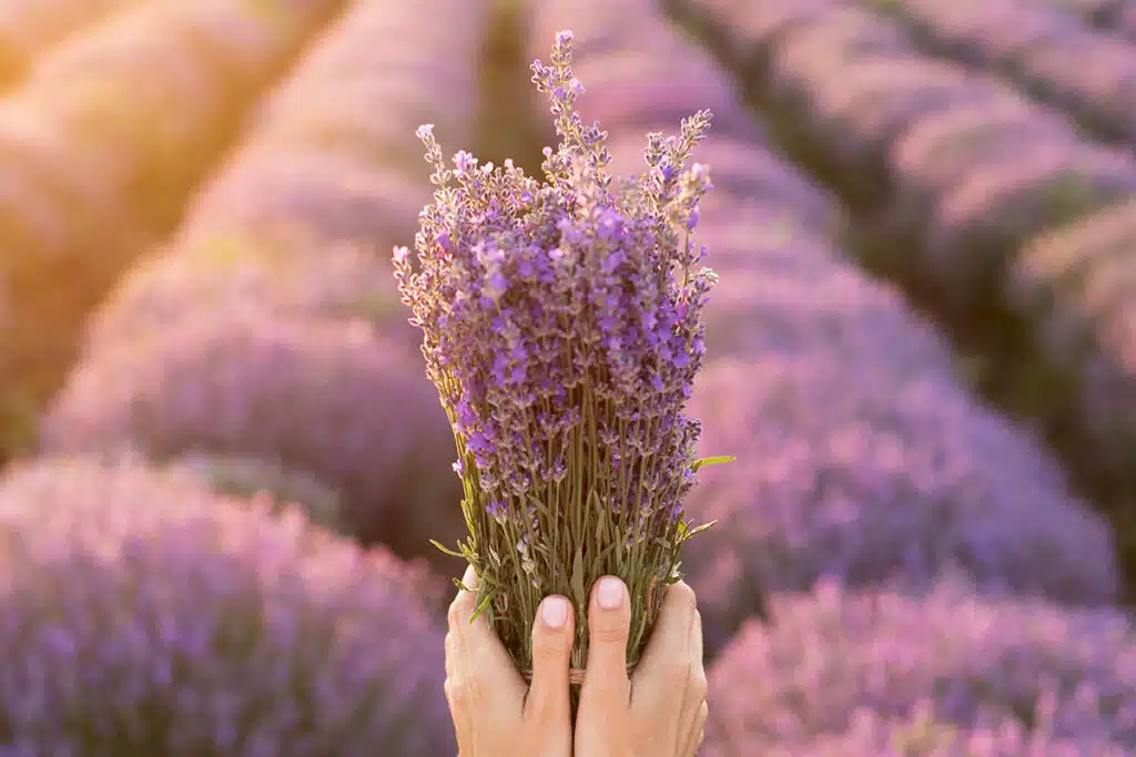 Lavanda