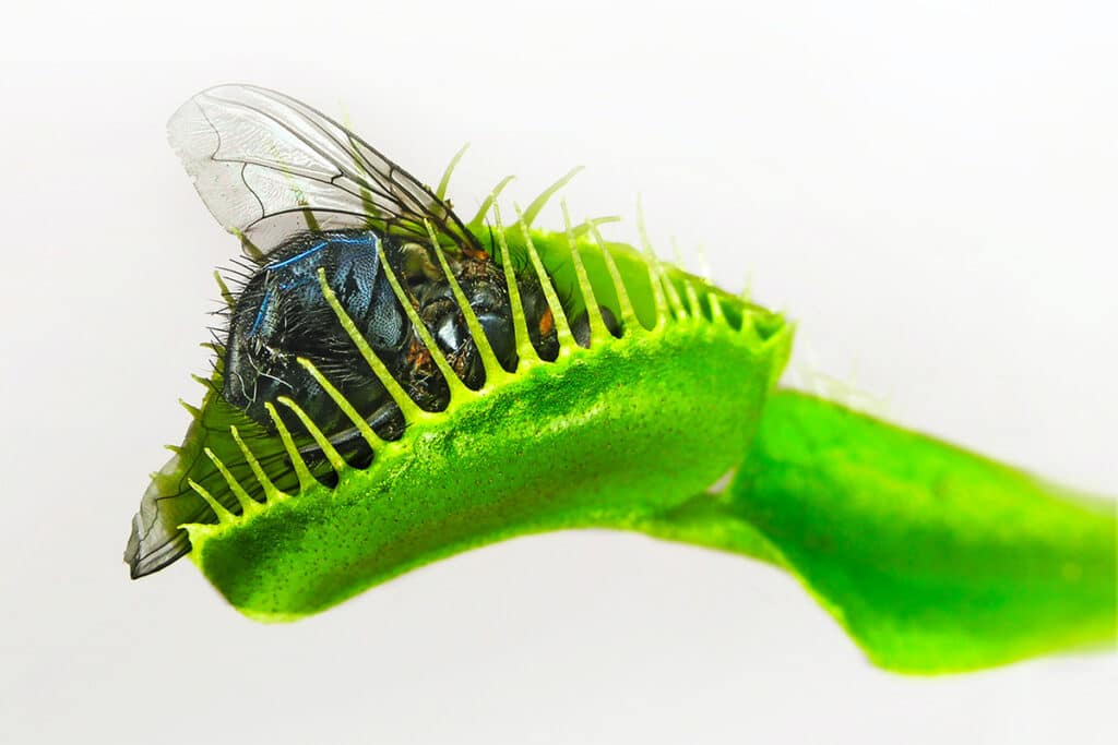 Le Piante Carnivore: Scopriamole Insieme - Pollice Verde Vicenza - 6 Le Piante Carnivore