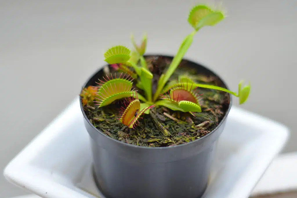 Le Piante Carnivore