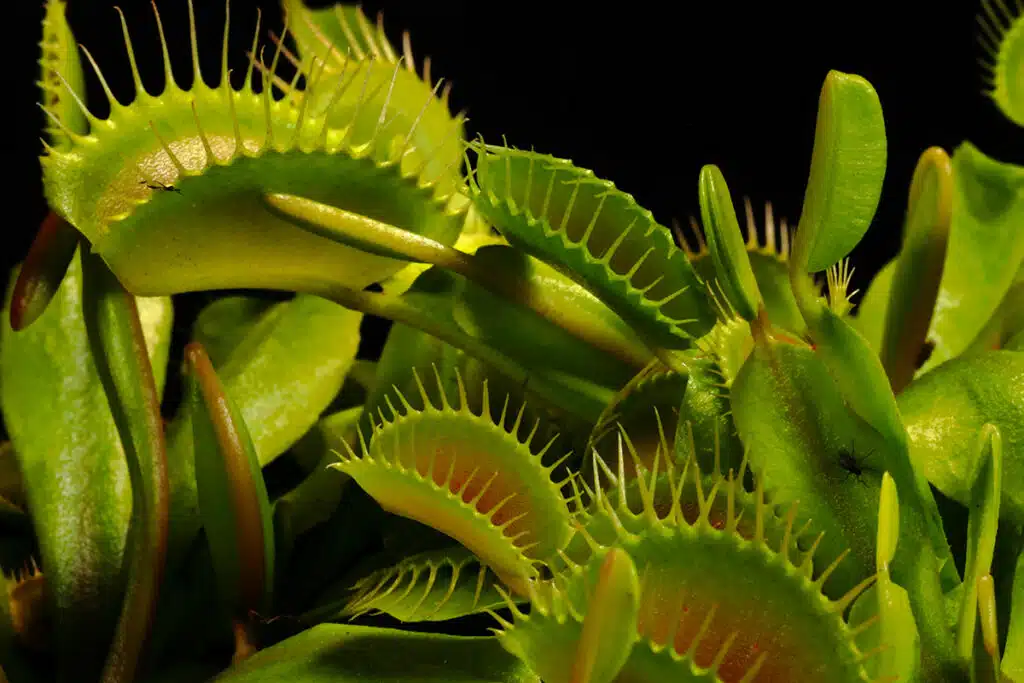 Le Piante Carnivore