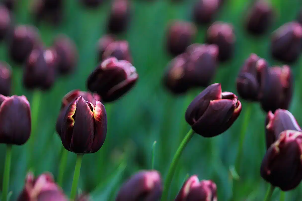 fiori neri