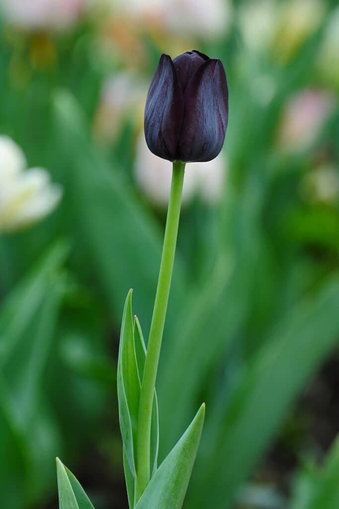 Fiori Neri