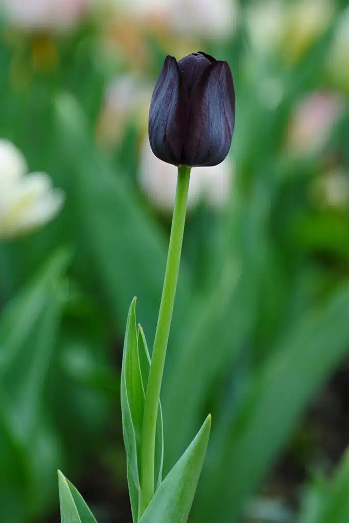 Fiori Neri