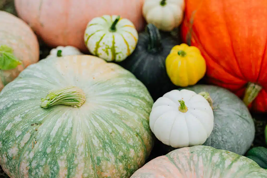 Zucca