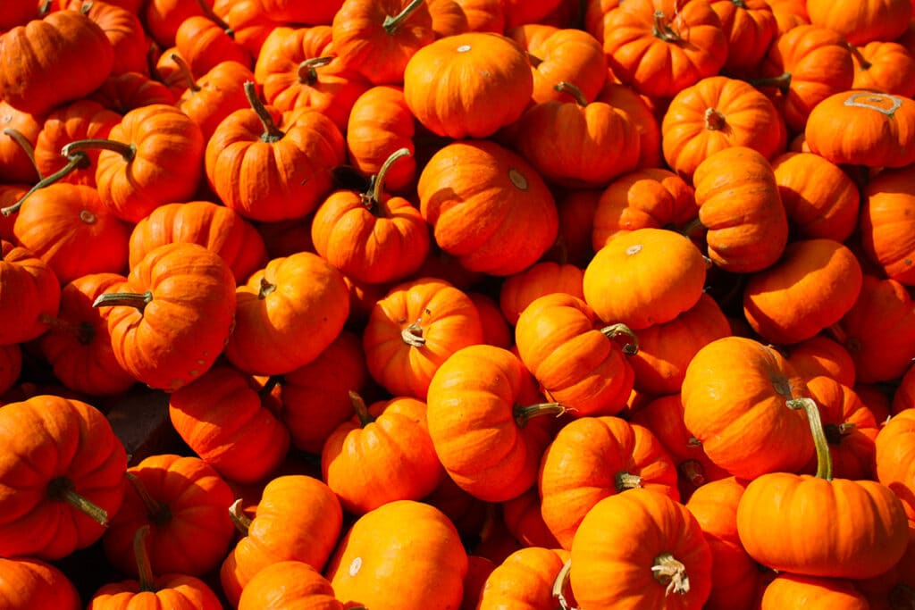 Zucca