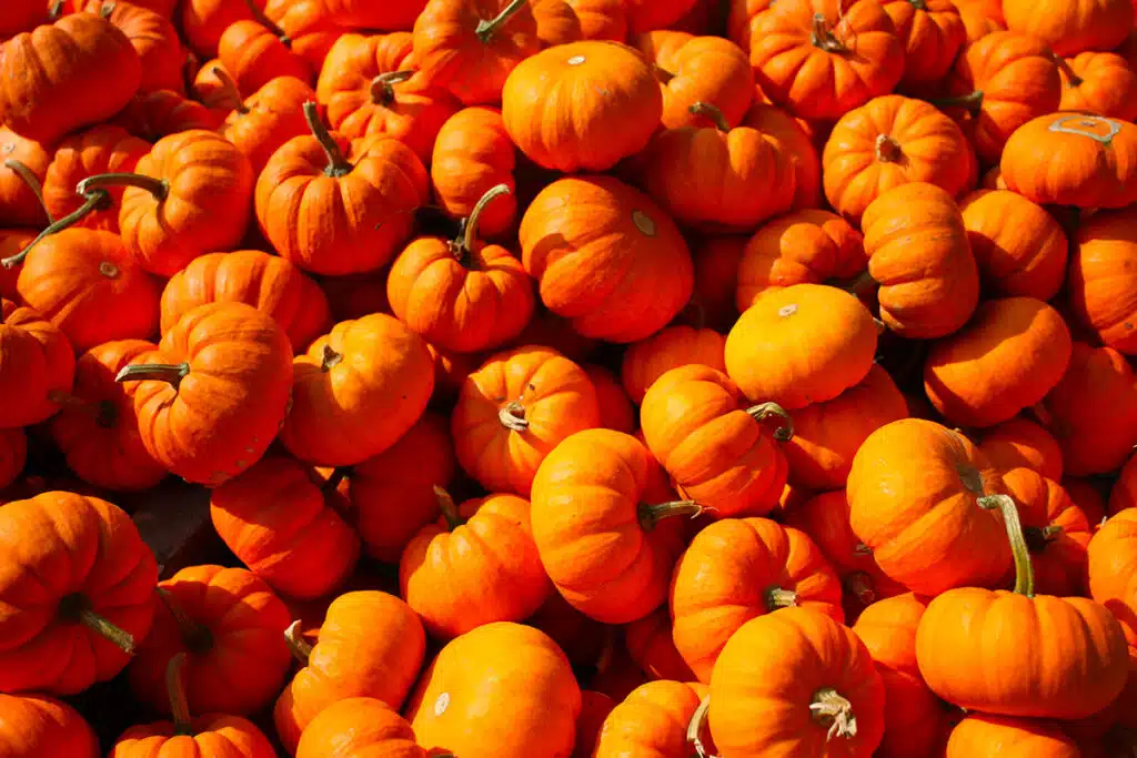 Zucca