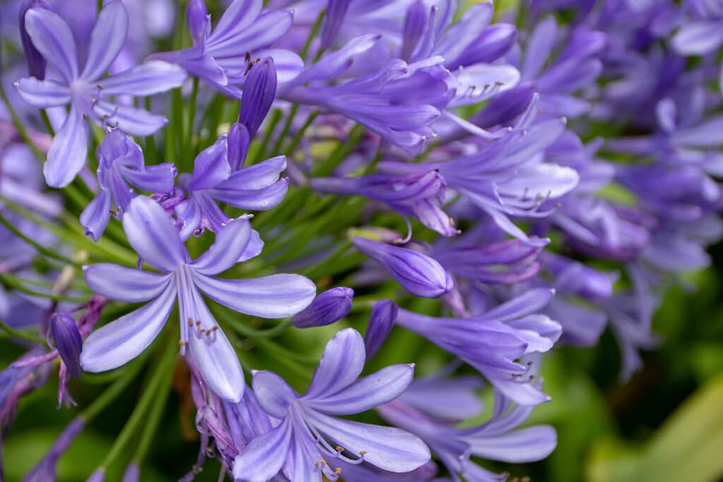 Agapanthus