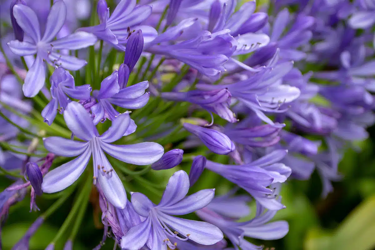 agapanthus